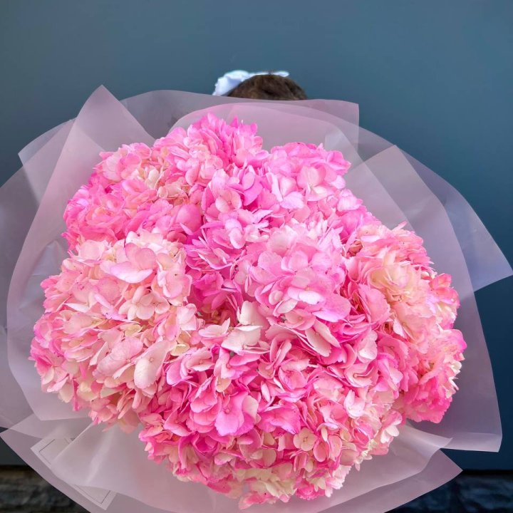 9 ярко розовых гортензий в Калуге