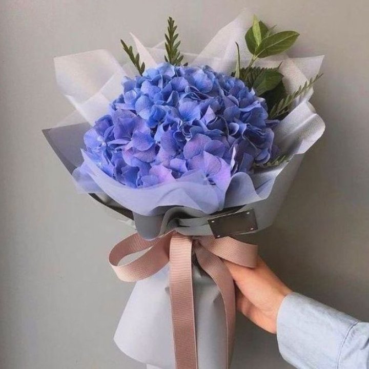 Гортензия голубая в Калуге