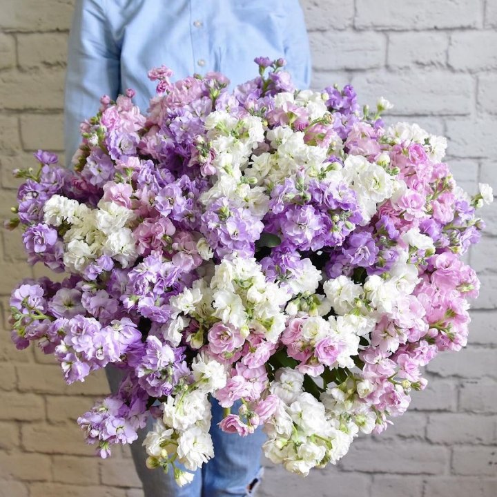 Облако маттиол в Калуге