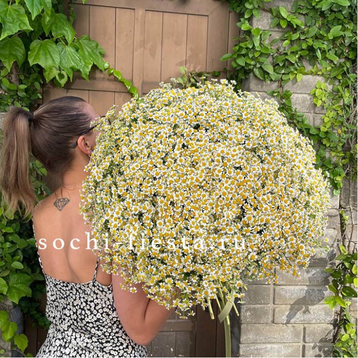 101 ромашка в Калуге