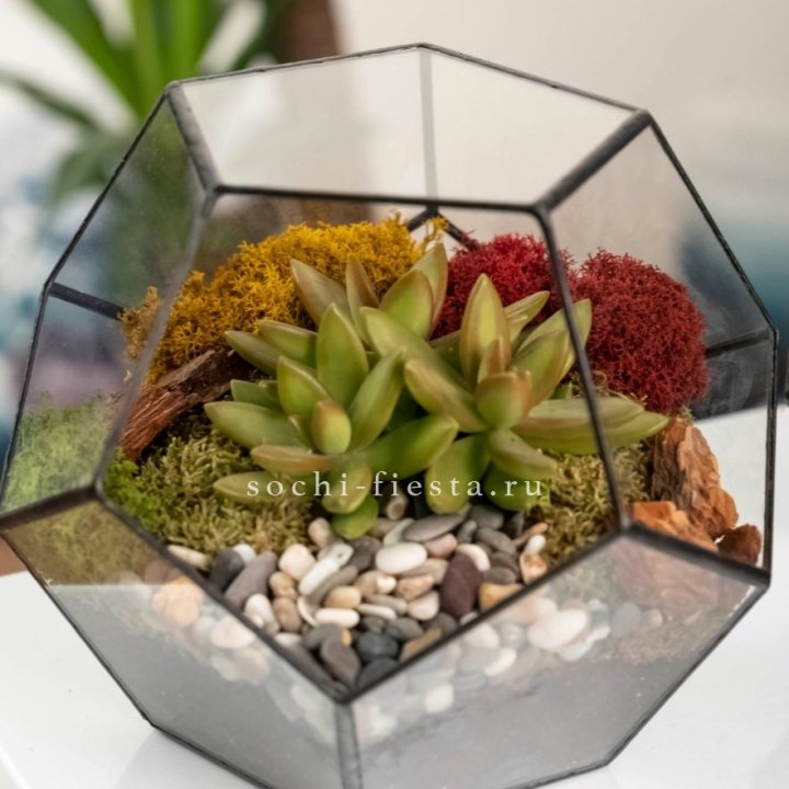 Флорариум “Додекаэдр” с суккулентом Седум в Калуге