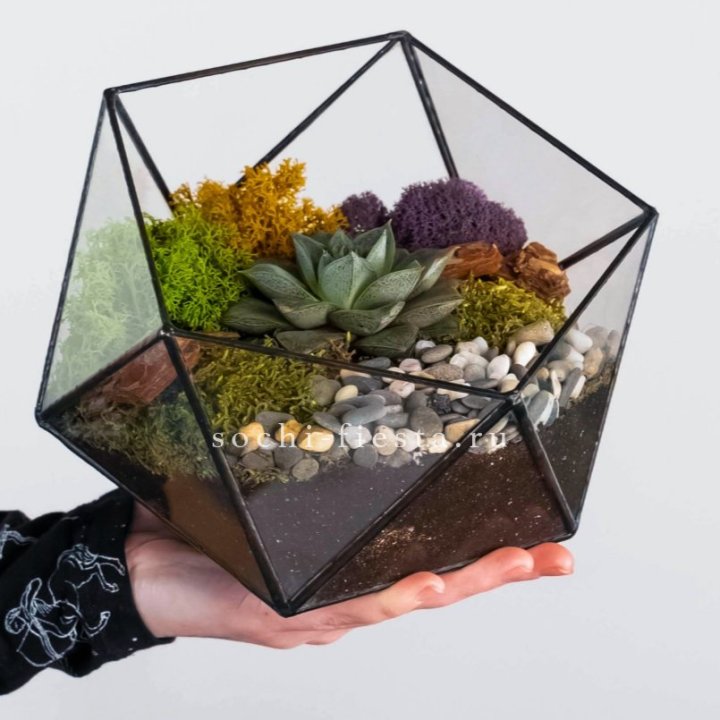 Флорариум “Икосаэдр” с суккулентом Каменная Роза в Калуге