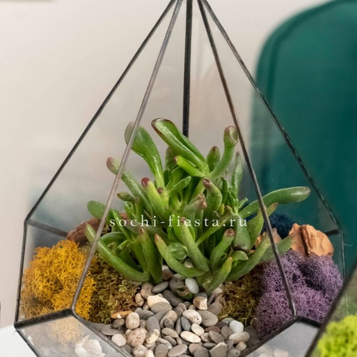 Флорариум “Капля” с суккулентом Крассула Хоббит в Калуге