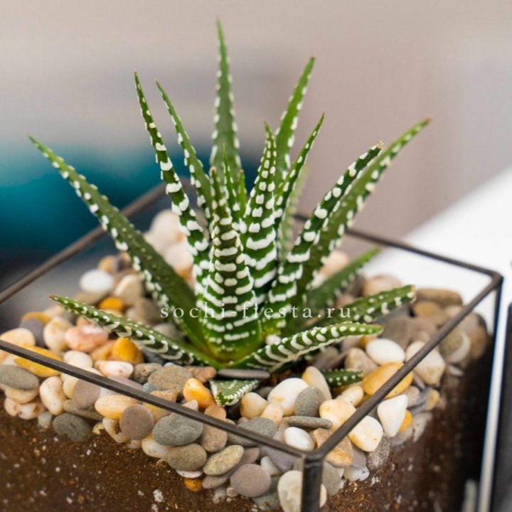 Флорариум Кубик с суккулентом Хавортия в Калуге