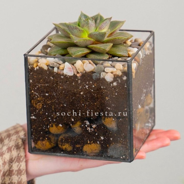 Флорариум Кубик с суккулентом Каменная роза в Калуге