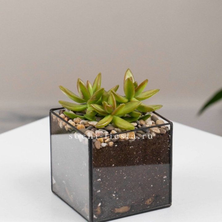 Флорариум Кубик с суккулентом Седум в Калуге