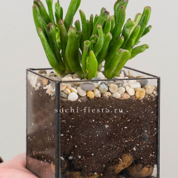 Флорариум Кубик с суккулентом Хоббит в Калуге