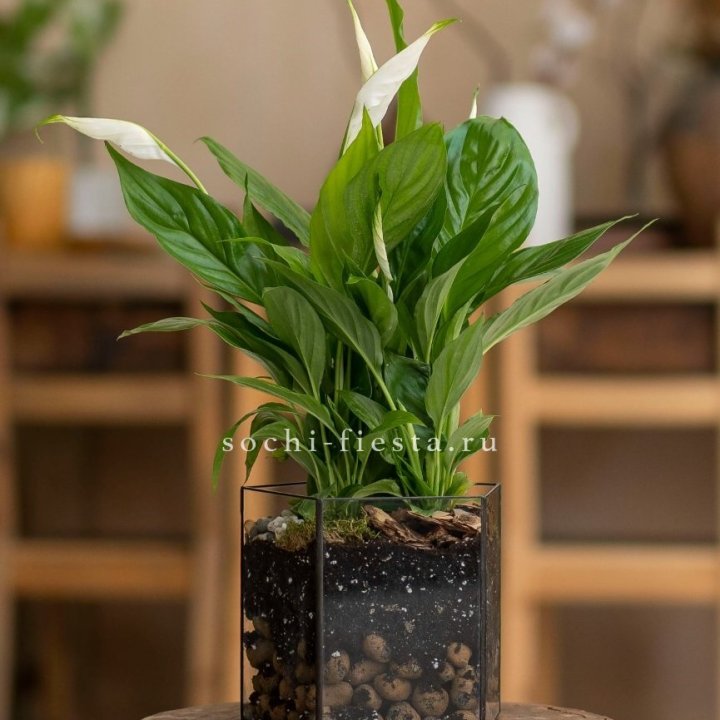 Спатифиллум в кашпо Пятиугольник в Калуге