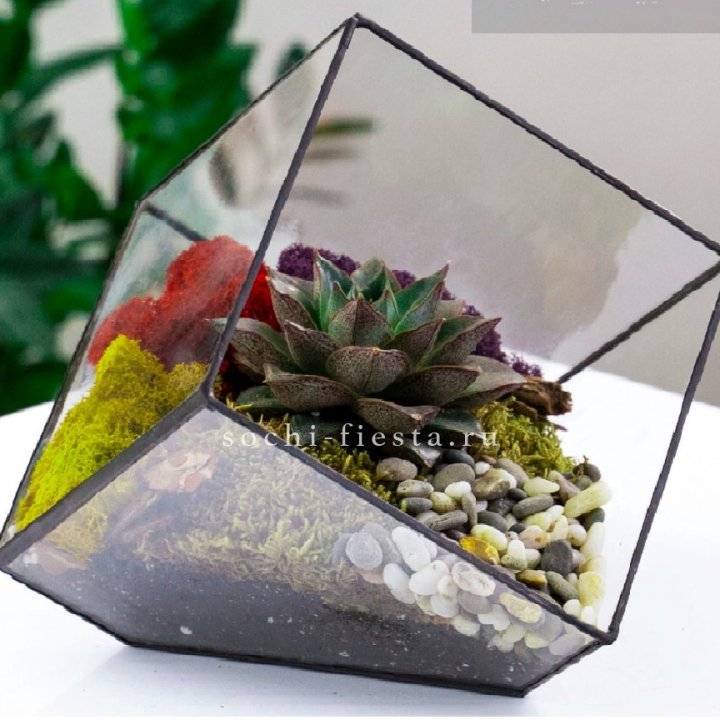 Флорариум Куб усеченный с суккулентом Каменная роза в Калуге