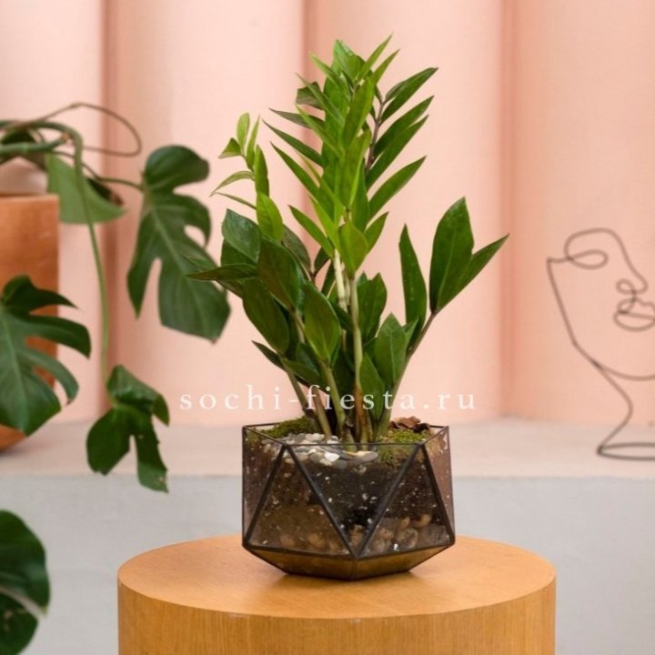 Замиокулькас в кашпо Икосаедр в Калуге