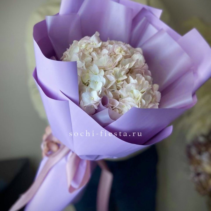 Гортензия розовая в Калуге