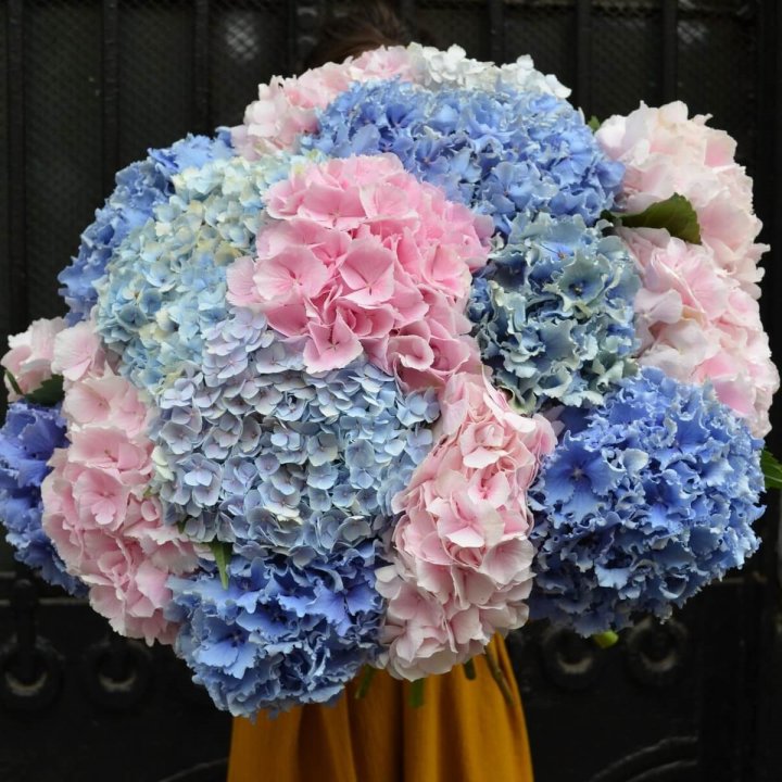 Букет гортензий "Фонтан" в Калуге