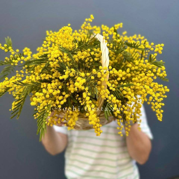 Весенняя корзина мимозы в Калуге