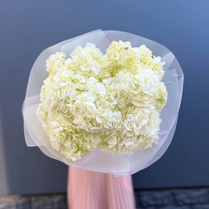 7 белых гортензий в Калуге