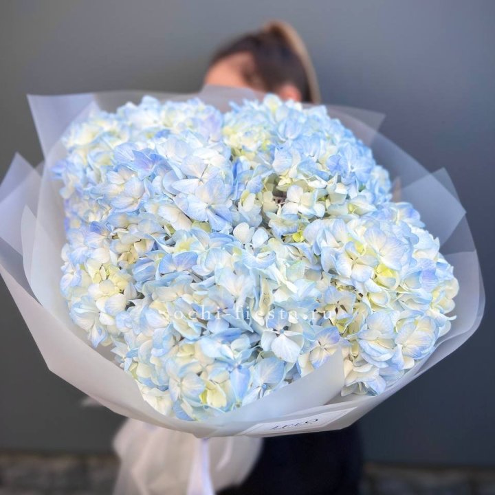 5 голубых гортензий в Калуге