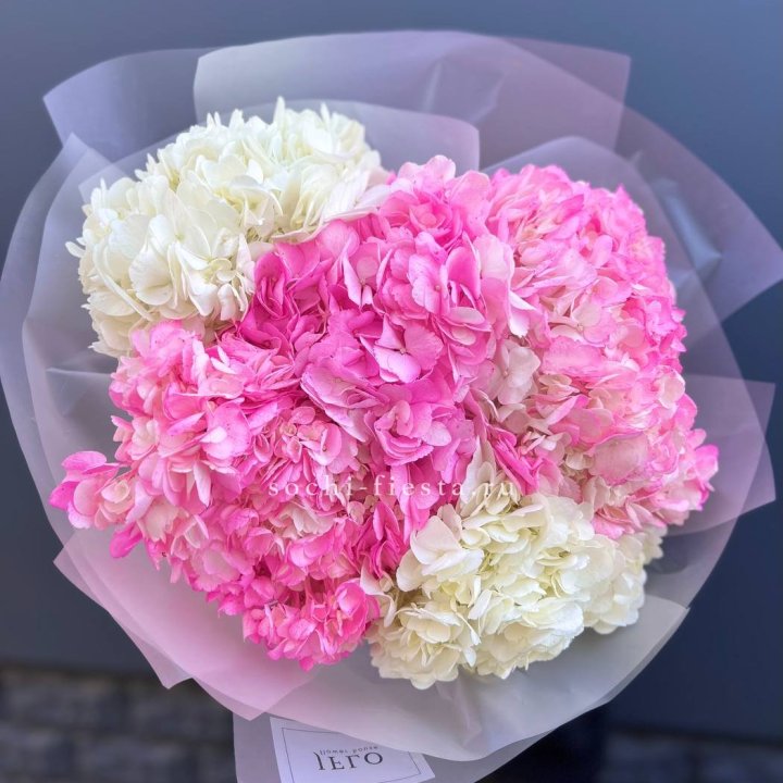 5 бело-розовых гортензий в Калуге