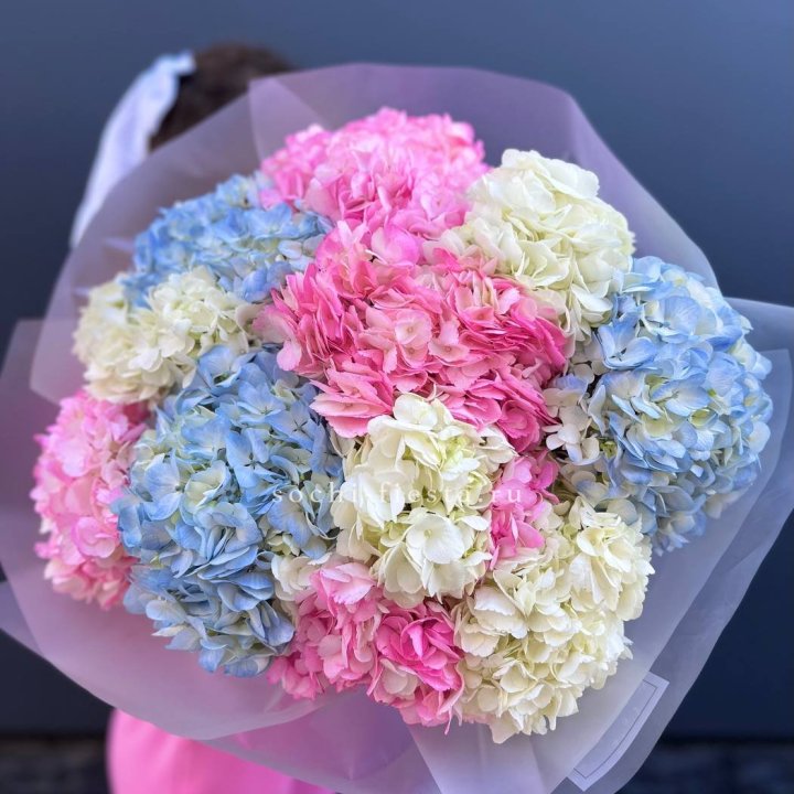 11 гортензий микс в Калуге