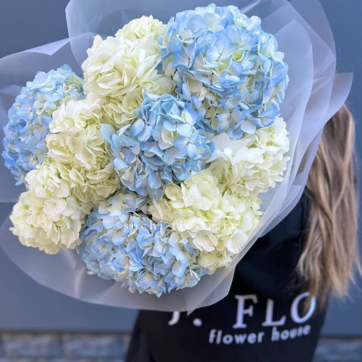 9 бело-голубых гортензий в Калуге