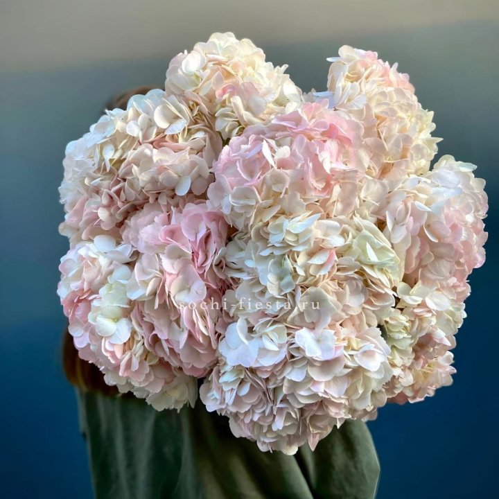 Охапка розовой гортензии в Калуге