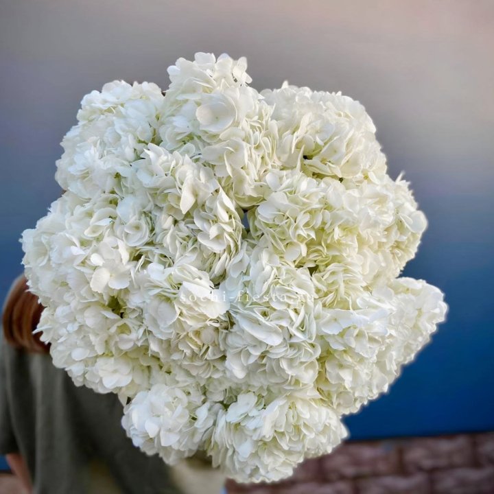 Охапка белой гортензии в Калуге