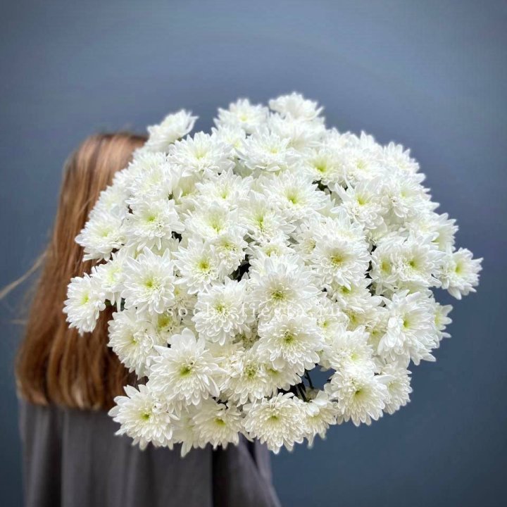 Охапка Хризантемы кустовой в Калуге