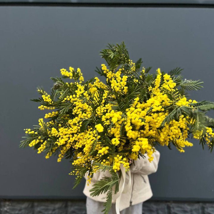 Охопка мимозы в Калуге