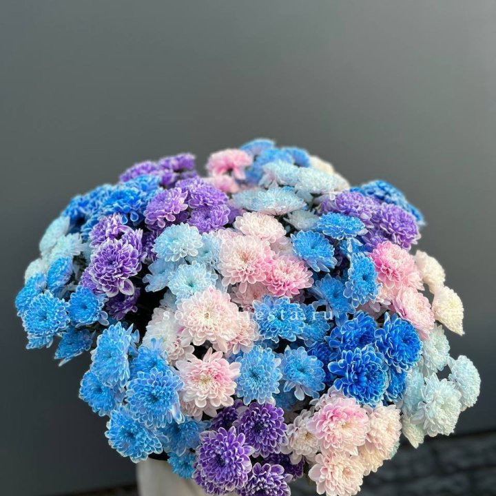 25 цветных хризантем в Калуге