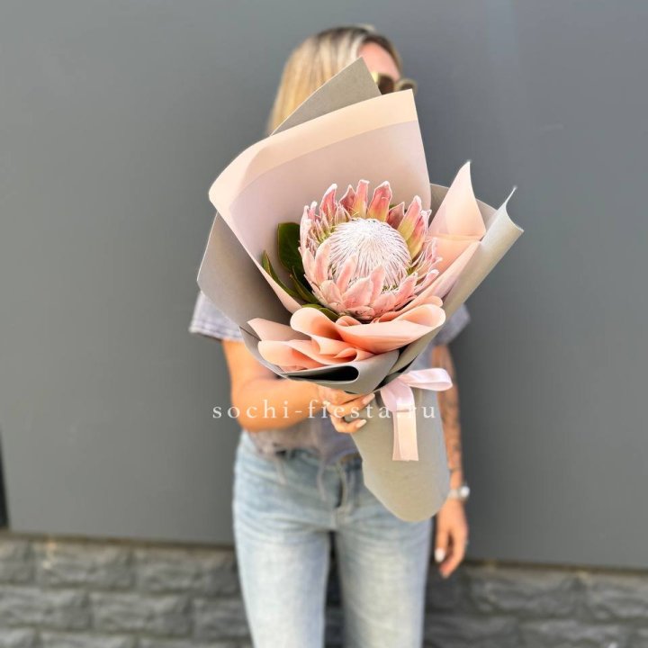 Протея мини  в Калуге