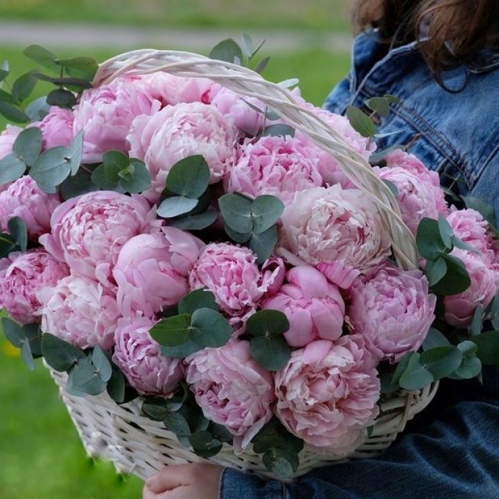 51 пион в корзине в Калуге