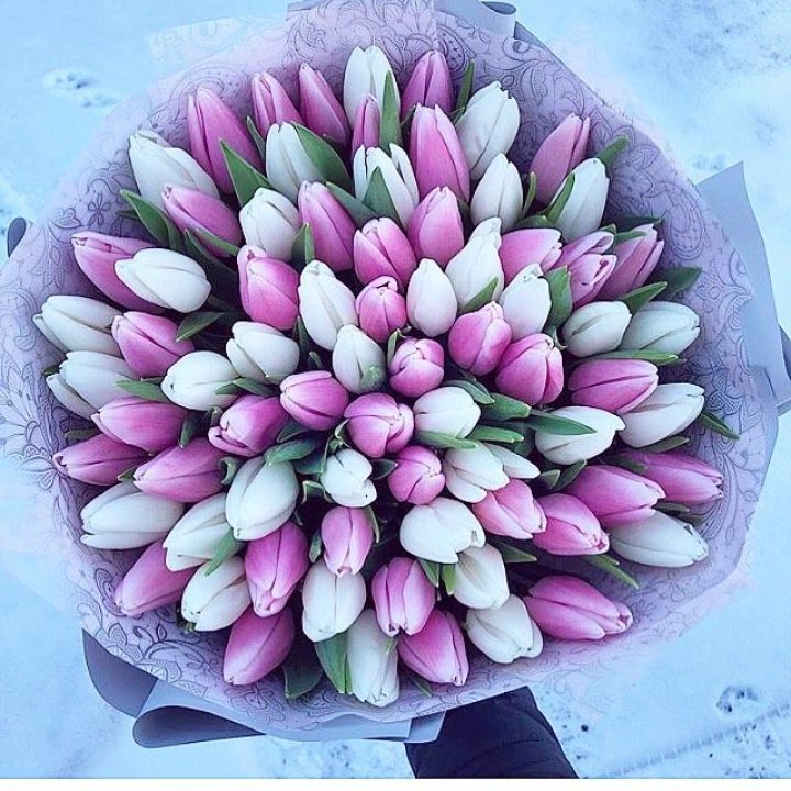 101 тюльпан "Лолипоп" в Калуге